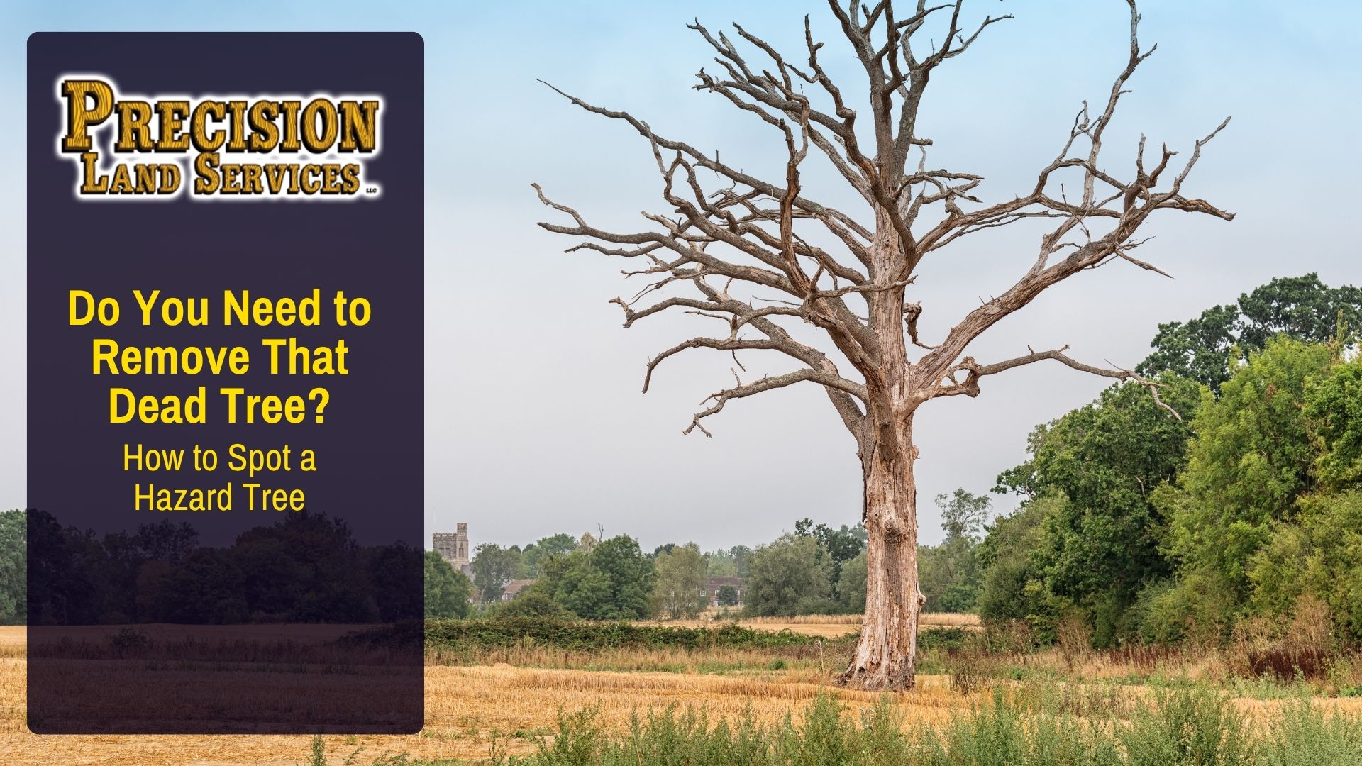 Do You Need to Remove That Dead Tree? How to Spot a Hazard Tree